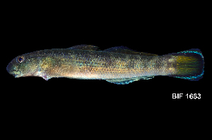  ( - BIF1683)  @11 [ ] CreativeCommons - Attribution Non-Commercial Share-Alike (2014) Nicolas HUBERT IRD