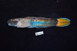  ( - BIF2899)  @11 [ ] CreativeCommons - Attribution Non-Commercial Share-Alike (2014) Nicolas HUBERT IRD