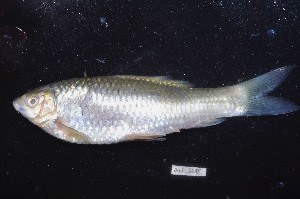  ( - BIF3695)  @11 [ ] CreativeCommons - Attribution Non-Commercial Share-Alike (2015) Nicolas HUBERT IRD