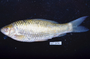  ( - BIF3696)  @11 [ ] CreativeCommons - Attribution Non-Commercial Share-Alike (2015) Nicolas HUBERT IRD