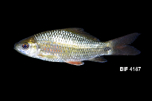  ( - BIF4187)  @11 [ ] CreativeCommons  Attribution Non-Commercial Share-Alike (2016) Nicolas HUBERT IRD