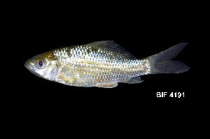  ( - BIF4191)  @11 [ ] CreativeCommons  Attribution Non-Commercial Share-Alike (2016) Nicolas HUBERT IRD