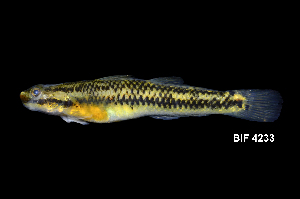  ( - BIF4233)  @11 [ ] CreativeCommons  Attribution Non-Commercial Share-Alike (2016) Nicolas HUBERT IRD