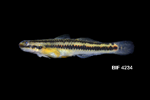  ( - BIF4234)  @11 [ ] CreativeCommons  Attribution Non-Commercial Share-Alike (2016) Nicolas HUBERT IRD