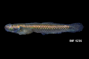  ( - BIF4236)  @11 [ ] CreativeCommons  Attribution Non-Commercial Share-Alike (2016) Nicolas HUBERT IRD