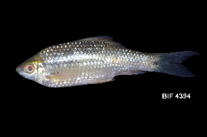  ( - BIF4394)  @11 [ ] CreativeCommons  Attribution Non-Commercial Share-Alike (2016) Nicolas HUBERT IRD