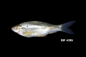  ( - BIF4395)  @11 [ ] CreativeCommons  Attribution Non-Commercial Share-Alike (2016) Nicolas HUBERT IRD