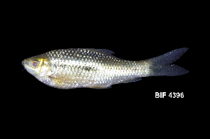  ( - BIF4396)  @11 [ ] CreativeCommons  Attribution Non-Commercial Share-Alike (2016) Nicolas HUBERT IRD