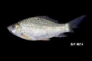  ( - BIF4614)  @11 [ ] CreativeCommons  Attribution Non-Commercial Share-Alike  Nicolas HUBERT Unspecified