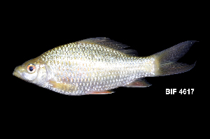  ( - BIF4617)  @11 [ ] CreativeCommons  Attribution Non-Commercial Share-Alike  Nicolas HUBERT Unspecified