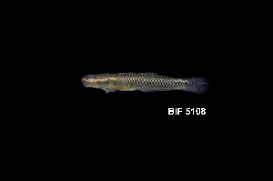  ( - BIF5108)  @11 [ ] CreativeCommons  Attribution Non-Commercial Share-Alike (2016) Nicolas HUBERT IRD