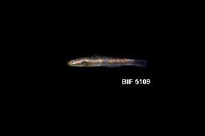  ( - BIF5109)  @11 [ ] CreativeCommons  Attribution Non-Commercial Share-Alike (2016) Nicolas HUBERT IRD