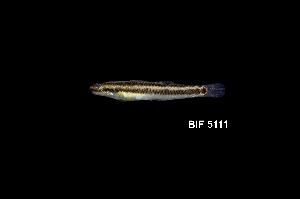  ( - BIF5111)  @11 [ ] CreativeCommons  Attribution Non-Commercial Share-Alike (2016) Nicolas HUBERT IRD