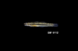  ( - BIF5112)  @11 [ ] CreativeCommons  Attribution Non-Commercial Share-Alike (2016) Nicolas HUBERT IRD