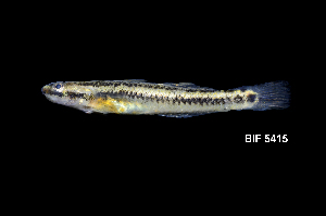  ( - BIF5415)  @11 [ ] CreativeCommons  Attribution Non-Commercial Share-Alike (2016) Nicolas HUBERT IRD