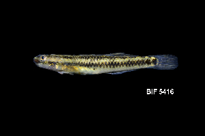  ( - BIF5416)  @11 [ ] CreativeCommons  Attribution Non-Commercial Share-Alike (2016) Nicolas HUBERT IRD