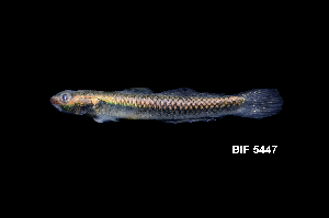  ( - BIF5447)  @11 [ ] CreativeCommons  Attribution Non-Commercial Share-Alike (2016) Nicolas HUBERT IRD