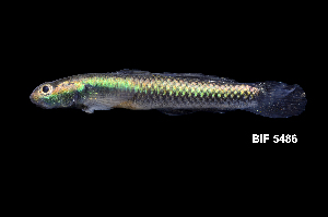  ( - BIF5486)  @11 [ ] CreativeCommons  Attribution Non-Commercial Share-Alike (2016) Nicolas HUBERT IRD