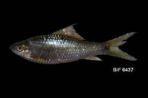  ( - BIF6437)  @11 [ ] CreativeCommons  Attribution Non-Commercial Share-Alike (2016) Nicolas HUBERT IRD