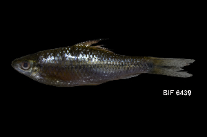  ( - BIF6439)  @11 [ ] CreativeCommons  Attribution Non-Commercial Share-Alike (2016) Nicolas HUBERT IRD