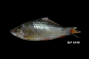  ( - BIF6448)  @11 [ ] CreativeCommons  Attribution Non-Commercial Share-Alike (2016) Nicolas HUBERT IRD