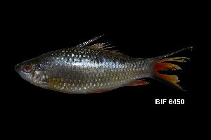  ( - BIF6450)  @11 [ ] CreativeCommons  Attribution Non-Commercial Share-Alike (2016) Nicolas HUBERT IRD