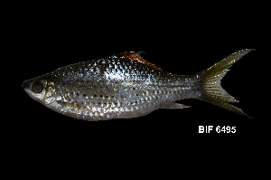  ( - BIF6495)  @11 [ ] CreativeCommons  Attribution Non-Commercial Share-Alike (2016) Nicolas HUBERT IRD