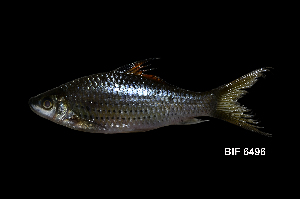  ( - BIF6496)  @11 [ ] CreativeCommons  Attribution Non-Commercial Share-Alike (2016) Nicolas HUBERT IRD