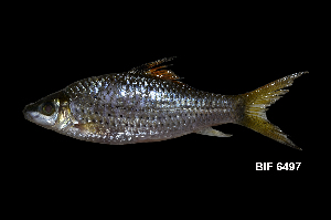  ( - BIF6497)  @11 [ ] CreativeCommons  Attribution Non-Commercial Share-Alike (2016) Nicolas HUBERT IRD