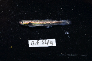  ( - BIF5414)  @11 [ ] CreativeCommons  Attribution Non-Commercial Share-Alike (2016) Nicolas HUBERT IRD