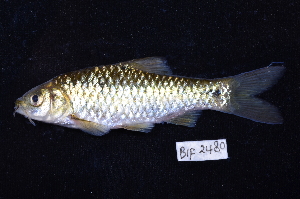  ( - BIF2480)  @13 [ ] CreativeCommons - Attribution Non-Commercial Share-Alike (2014) Nicolas HUBERT IRD