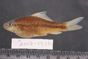  ( - 2005-0935)  @11 [ ] CreativeCommons  Attribution Non-Commercial Share-Alike (2017) Larry Page FLMNH