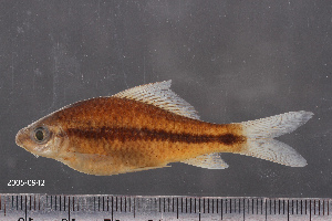  ( - 2005-0942)  @11 [ ] CreativeCommons  Attribution Non-Commercial Share-Alike (2017) Larry Page FLMNH