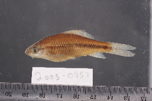  ( - 2005-0957)  @11 [ ] CreativeCommons  Attribution Non-Commercial Share-Alike (2017) Larry Page FLMNH