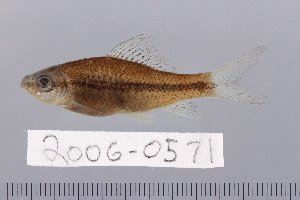  ( - 2006-0571)  @11 [ ] CreativeCommons  Attribution Non-Commercial Share-Alike (2017) Larry Page FLMNH