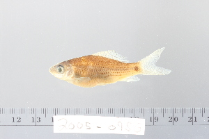  ( - 2005-0916)  @11 [ ] CreativeCommons  Attribution Non-Commercial Share-Alike (2016) Nicolas HUBERT IRD