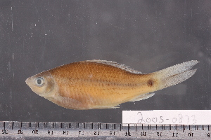  ( - 2005-0873)  @11 [ ] CreativeCommons  Attribution Non-Commercial Share-Alike (2017) Larry Page FLMNH