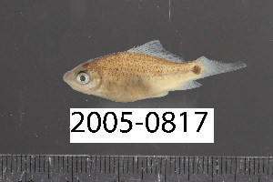  ( - 2005-0817)  @11 [ ] CreativeCommons  Attribution Non-Commercial Share-Alike (2017) Larry Page FLMNH