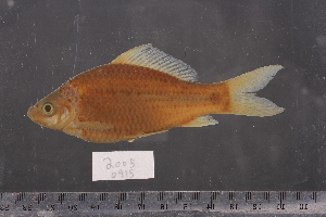  ( - 2005-0915)  @11 [ ] CreativeCommons  Attribution Non-Commercial Share-Alike (2017) Larry Page FLMNH