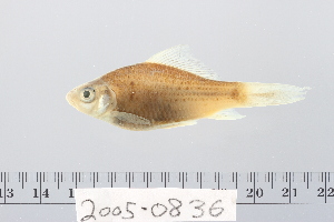  ( - 2005-0836)  @11 [ ] CreativeCommons  Attribution Non-Commercial Share-Alike (2017) Larry Page FLMNH