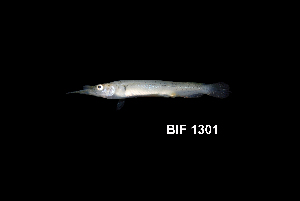  ( - BIF1301)  @11 [ ] CreativeCommons  Attribution Non-Commercial Share-Alike (2016) Nicolas HUBERT IRD