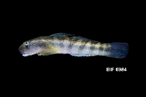  (Sicyopterus longifilis - BIF6984)  @11 [ ] CreativeCommons  Attribution Non-Commercial Share-Alike (2016) Nicolas HUBERT IRD