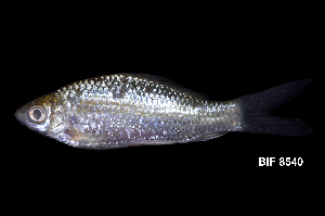  ( - BIF8540)  @11 [ ] CreativeCommons  Attribution Non-Commercial Share-Alike (2016) Nicolas HUBERT IRD