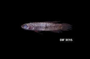  (Betta coccina - BIF9015)  @11 [ ] CreativeCommons  Attribution Non-Commercial Share-Alike (2016) Nicolas HUBERT IRD