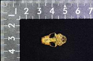  ( - IRD KMN-0031)  @11 [ ] CreativeCommons  Attribution Non-Commercial Share-Alike (2016) Yuli Sulistya Fitriana Indonesian Institute of Sciences, Museum Zoologicum Bogoriense