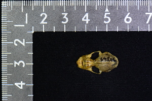  ( - IRD KMN-0034)  @11 [ ] CreativeCommons  Attribution Non-Commercial Share-Alike (2016) Yuli Sulistya Fitriana Indonesian Institute of Sciences, Museum Zoologicum Bogoriense