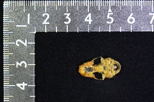  ( - IRD KMN-0034)  @11 [ ] CreativeCommons  Attribution Non-Commercial Share-Alike (2016) Yuli Sulistya Fitriana Indonesian Institute of Sciences, Museum Zoologicum Bogoriense