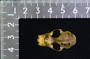  ( - IRD KMN-0035)  @11 [ ] CreativeCommons  Attribution Non-Commercial Share-Alike (2016) Yuli Sulistya Fitriana Indonesian Institute of Sciences, Museum Zoologicum Bogoriense