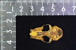  ( - IRD KMN-0035)  @11 [ ] CreativeCommons  Attribution Non-Commercial Share-Alike (2016) Yuli Sulistya Fitriana Indonesian Institute of Sciences, Museum Zoologicum Bogoriense