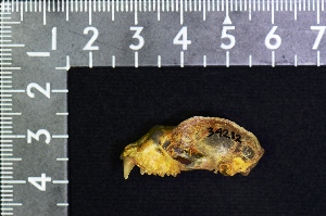  ( - IRD KMN-0035)  @11 [ ] CreativeCommons  Attribution Non-Commercial Share-Alike (2016) Yuli Sulistya Fitriana Indonesian Institute of Sciences, Museum Zoologicum Bogoriense
